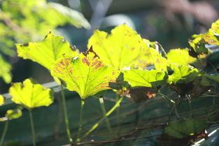 梧桐叶里思星辰